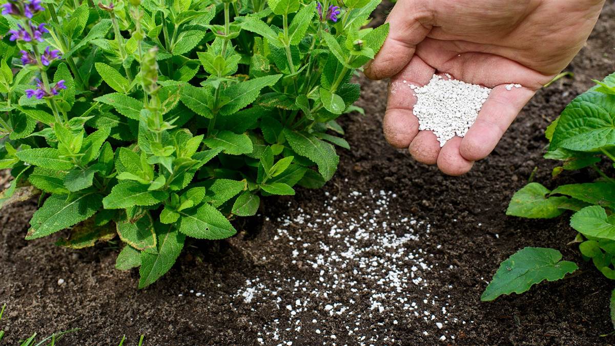 08_12_2025-fertilizing_9559571